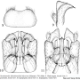 Metalimnobia (Metalimnobia) bifasciata : hypopygium