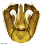 Metalimnobia (Metalimnobia) bifasciata : hypopygium
