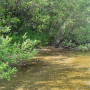 Metalimnobia (Metalimnobia) bifasciata : habitat