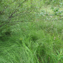 Metalimnobia (Metalimnobia) bifasciata : habitat