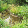 Metalimnobia (Metalimnobia) bifasciata : habitat