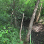 Metalimnobia (Metalimnobia) bifasciata : habitat