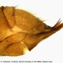 Metalimnobia (Metalimnobia) bifasciata : ovipositor