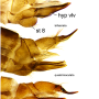 Metalimnobia (Metalimnobia) bifasciata : ovipositor