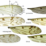 Metalimnobia (Metalimnobia) bifasciata : wing