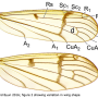 Metalimnobia (Metalimnobia) bifasciata : wing
