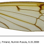 Metalimnobia (Metalimnobia) bifasciata : wing