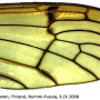Metalimnobia (Metalimnobia) bifasciata : wing