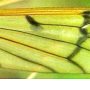 Metalimnobia (Metalimnobia) bifasciata : wing