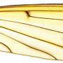 Metalimnobia (Metalimnobia) bifasciata : wing