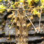 Metalimnobia (Metalimnobia) quadrimaculata : habitus - female