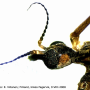 Metalimnobia (Metalimnobia) quadrimaculata : body part(s) - head and antenna