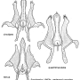 Metalimnobia (Metalimnobia) quadrimaculata : hypopygium