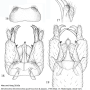 Metalimnobia (Metalimnobia) quadrimaculata : hypopygium