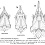 Metalimnobia (Metalimnobia) quadrimaculata : ovipositor