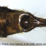 Metalimnobia (Metalimnobia) quadrimaculata : ovipositor