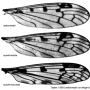 Metalimnobia (Metalimnobia) quadrimaculata : wing