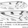 Metalimnobia (Metalimnobia) quadrimaculata : wing