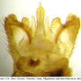 Metalimnobia (Metalimnobia) tenua : hypopygium