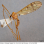 Metalimnobia (Metalimnobia) triocellata : habitus - male
