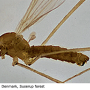 Molophilus (Molophilus) bifidus : habitus - male