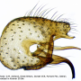 Molophilus (Molophilus) bifidus : hypopygium
