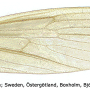 Molophilus (Molophilus) bihamatus : wing