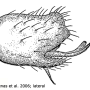 Molophilus (Molophilus) bischofi : hypopygium