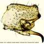 Molophilus (Molophilus) crassipygus : hypopygium