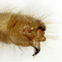 Molophilus (Molophilus) crassipygus : hypopygium