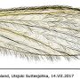 Molophilus (Molophilus) flavus : wing