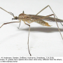 Molophilus (Molophilus) griseus : habitus - female Molophilus (Molophilus) griseus : habitus - female