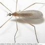 Molophilus (Molophilus) griseus : habitus - female Molophilus (Molophilus) griseus : habitus - female