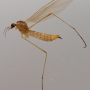 Molophilus (Molophilus) griseus : habitus - male Molophilus (Molophilus) griseus : habitus - male