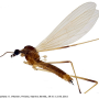 Molophilus (Molophilus) griseus : habitus - male Molophilus (Molophilus) griseus : habitus - male