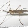 Molophilus (Molophilus) griseus : habitus - male Molophilus (Molophilus) griseus : habitus - male