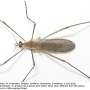 Molophilus (Molophilus) griseus : habitus - male Molophilus (Molophilus) griseus : habitus - male