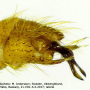 Molophilus (Molophilus) griseus : hypopygium Molophilus (Molophilus) griseus : hypopygium