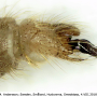 Molophilus (Molophilus) griseus : hypopygium Molophilus (Molophilus) griseus : hypopygium