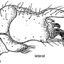 Molophilus (Molophilus) griseus : hypopygium Molophilus (Molophilus) griseus : hypopygium