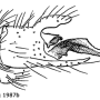 Molophilus (Molophilus) griseus : hypopygium Molophilus (Molophilus) griseus : hypopygium