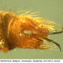 Molophilus (Molophilus) griseus : hypopygium Molophilus (Molophilus) griseus : hypopygium