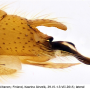 Molophilus (Molophilus) griseus : hypopygium Molophilus (Molophilus) griseus : hypopygium