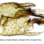 Molophilus (Molophilus) griseus : hypopygium Molophilus (Molophilus) griseus : hypopygium