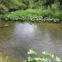 Molophilus (Molophilus) griseus : habitat Molophilus (Molophilus) griseus : habitat