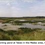 Molophilus (Molophilus) griseus : habitat Molophilus (Molophilus) griseus : habitat