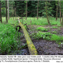 Molophilus (Molophilus) griseus : habitat Molophilus (Molophilus) griseus : habitat
