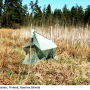 Molophilus (Molophilus) griseus : habitat Molophilus (Molophilus) griseus : habitat