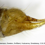 Molophilus (Molophilus) griseus : ovipositor Molophilus (Molophilus) griseus : ovipositor