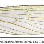 Molophilus (Molophilus) griseus : wing Molophilus (Molophilus) griseus : wing